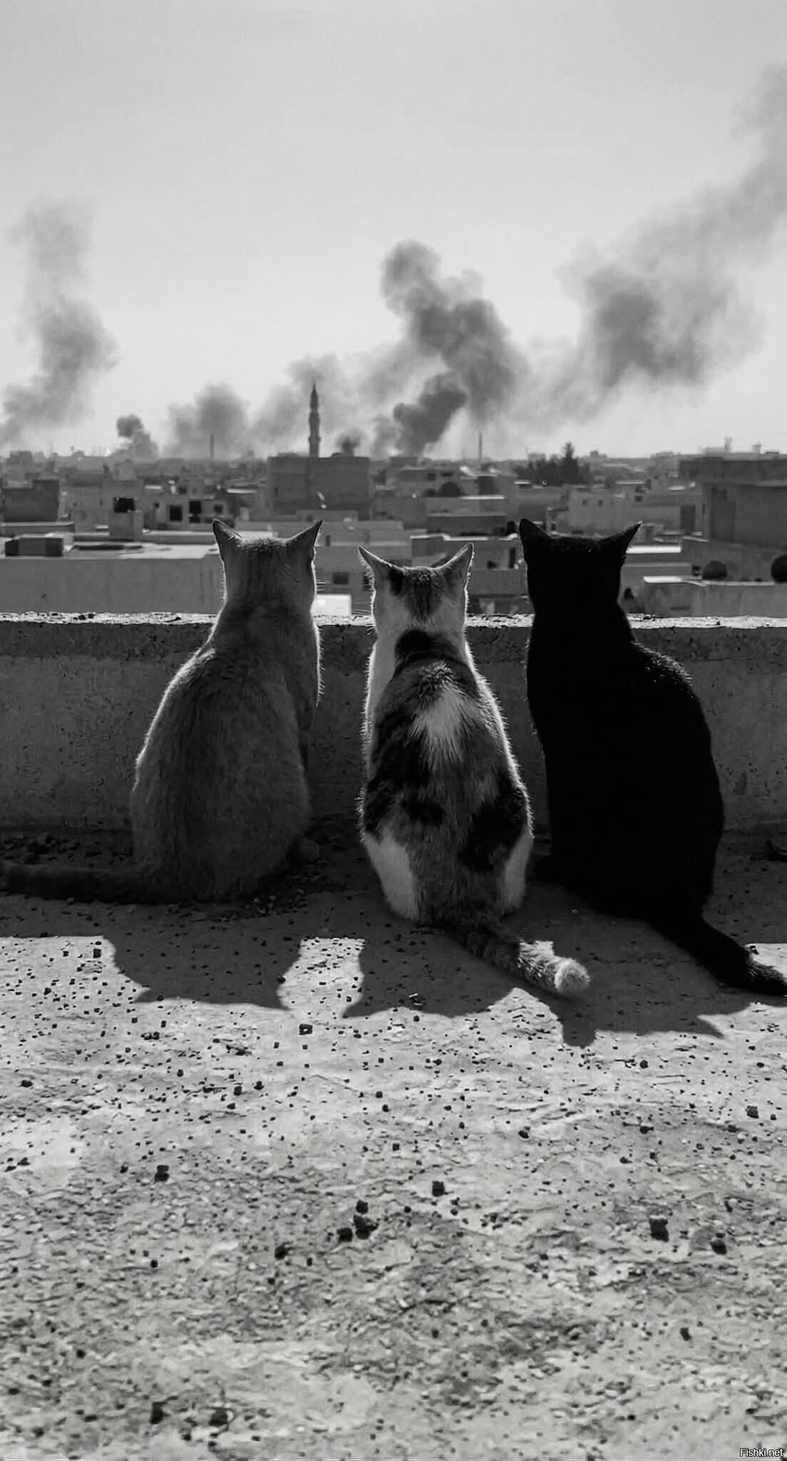 Иранские коты