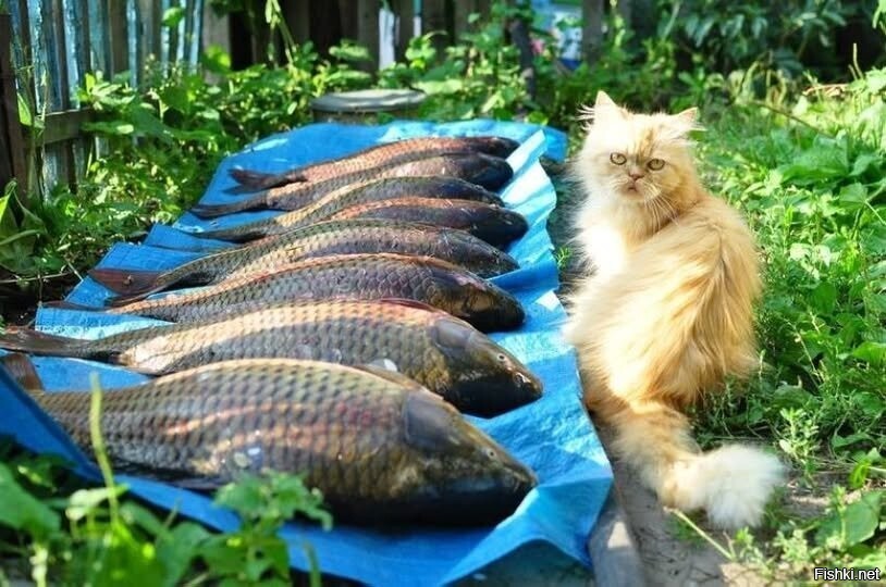 Что смотрите
