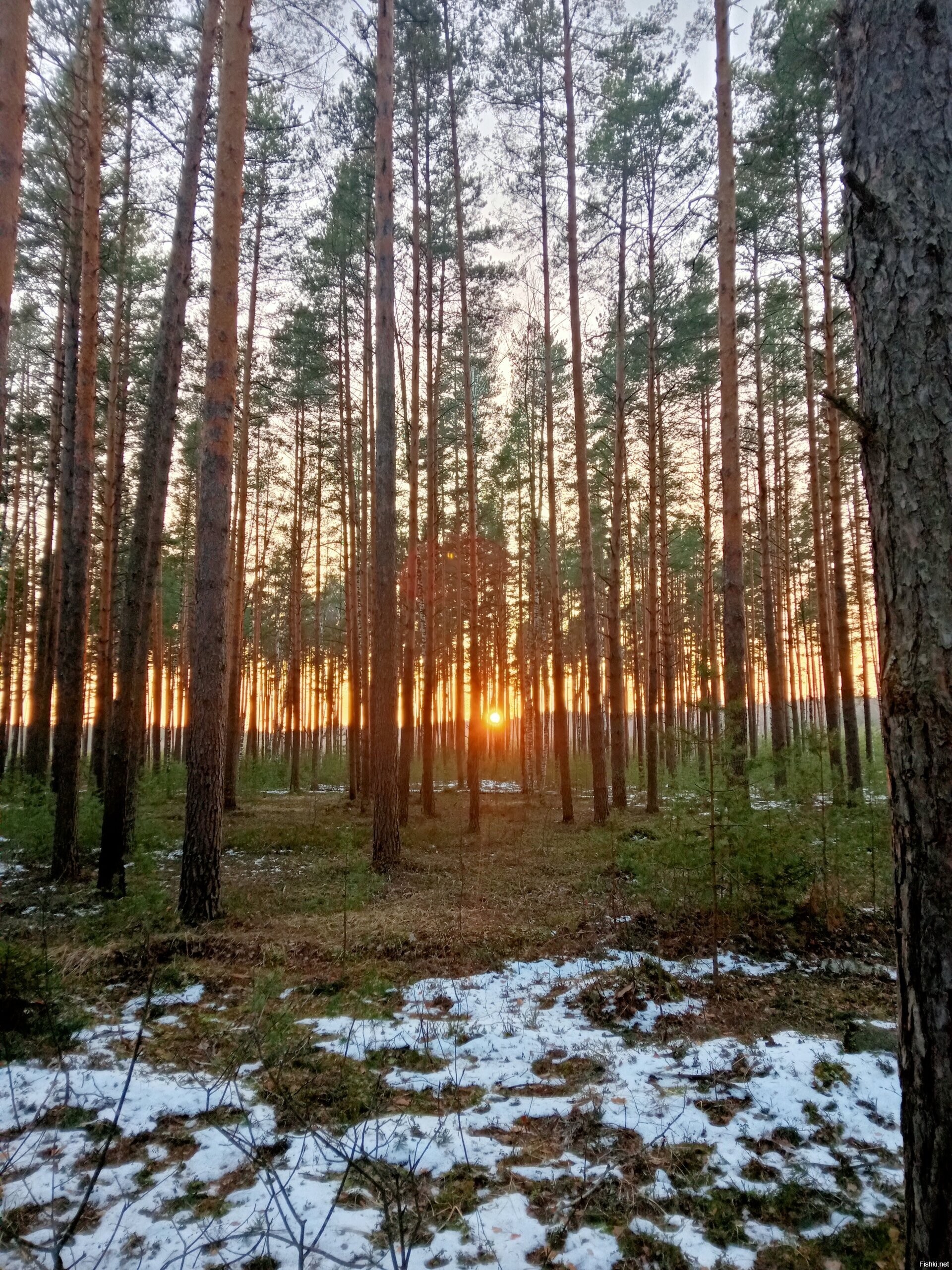 Солянка