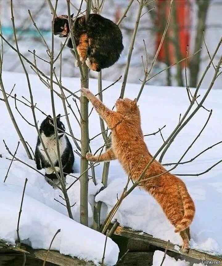 Солянка