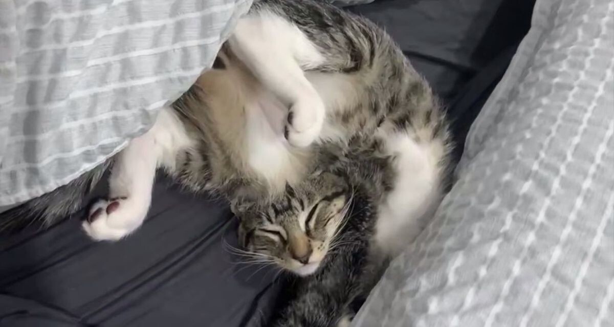 Подборка спящих кошек