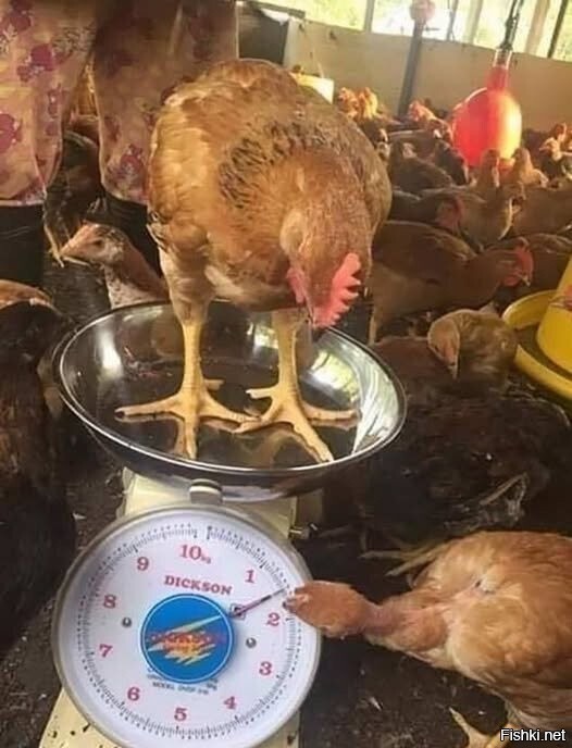 Лишний вес набрала, подруга