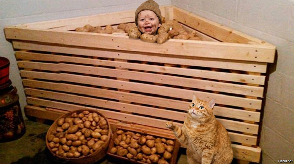 Это девок находят в капусте