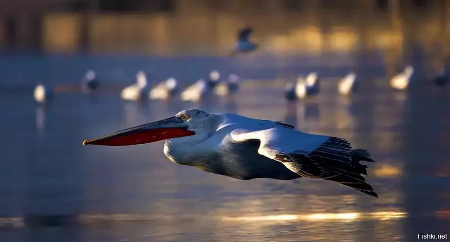 Полет пеликана