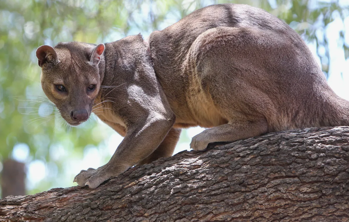 Фосса: мадагаскарский лев