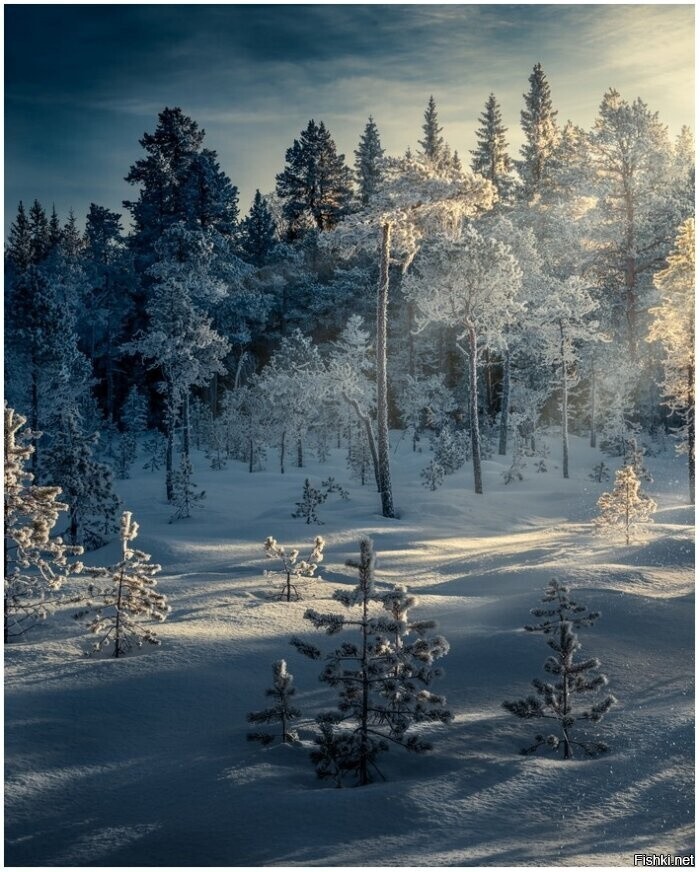 Солянка