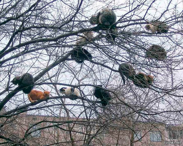 Коты прилетели