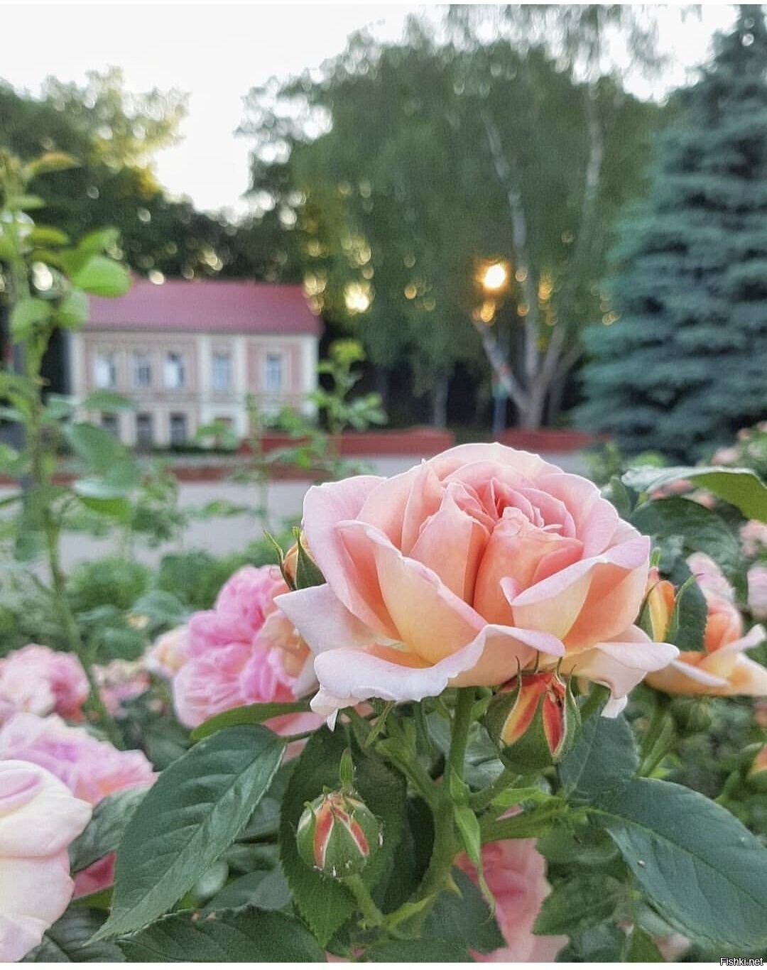 Солянка