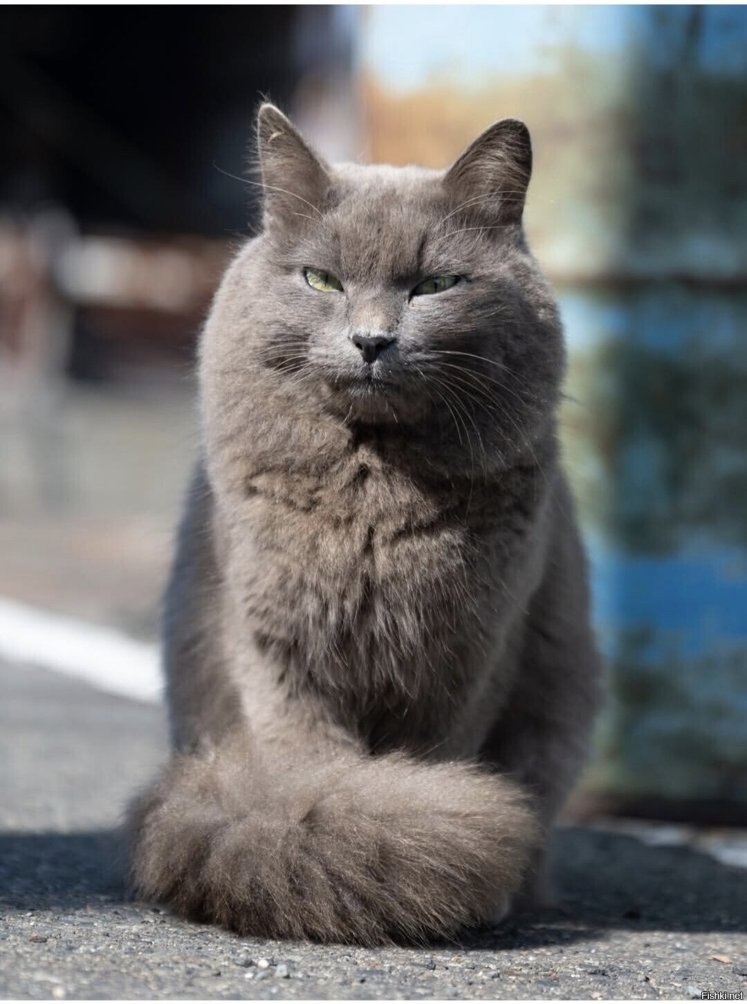 Солянка