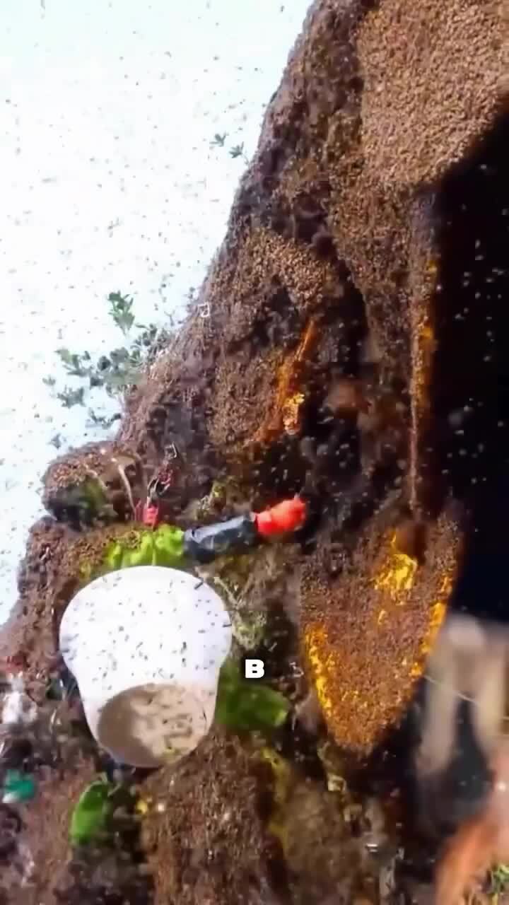 Цветной мед