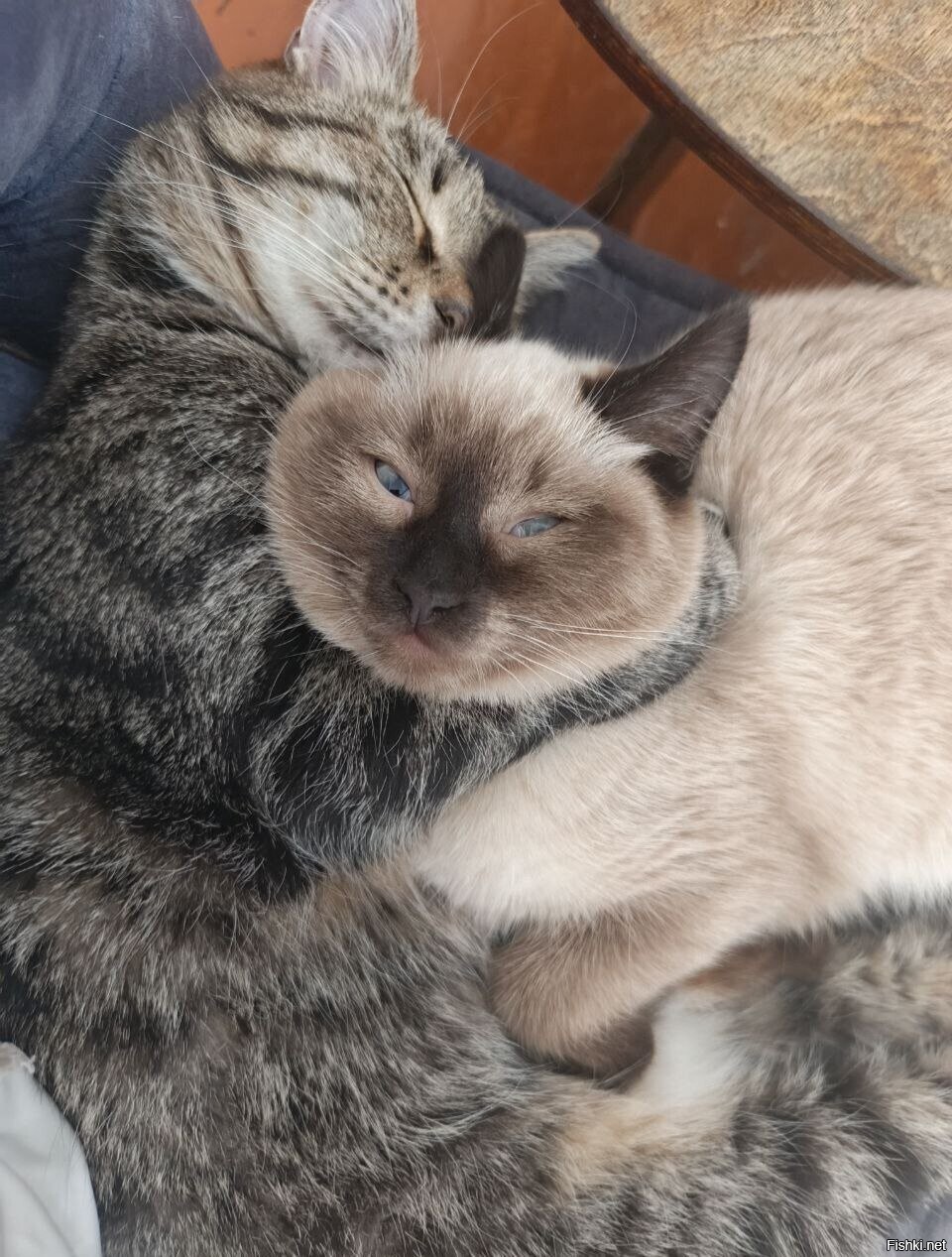 Солянка