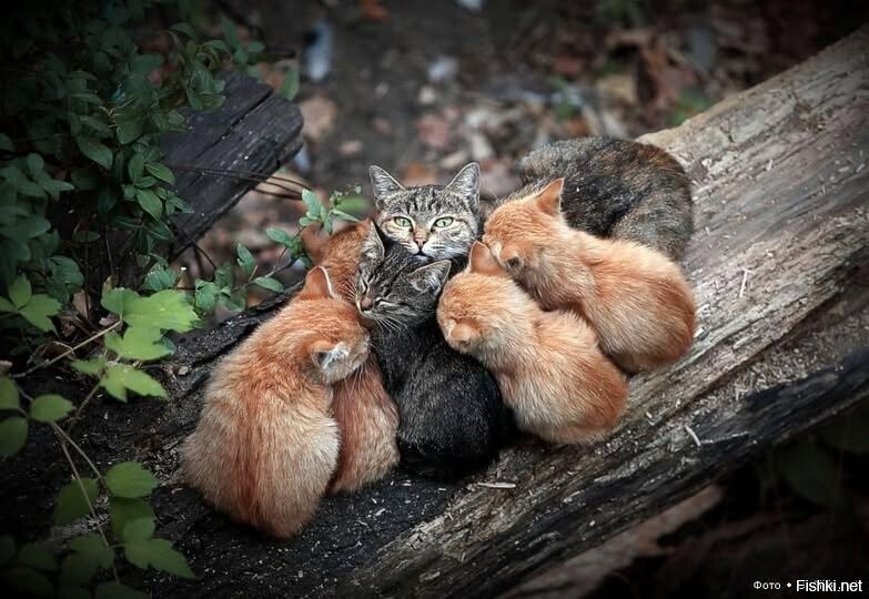 Солянка
