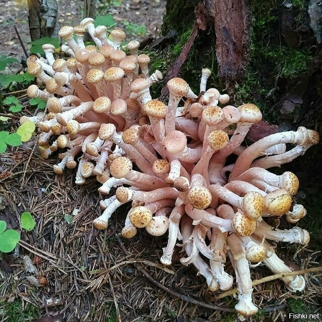 Солянка