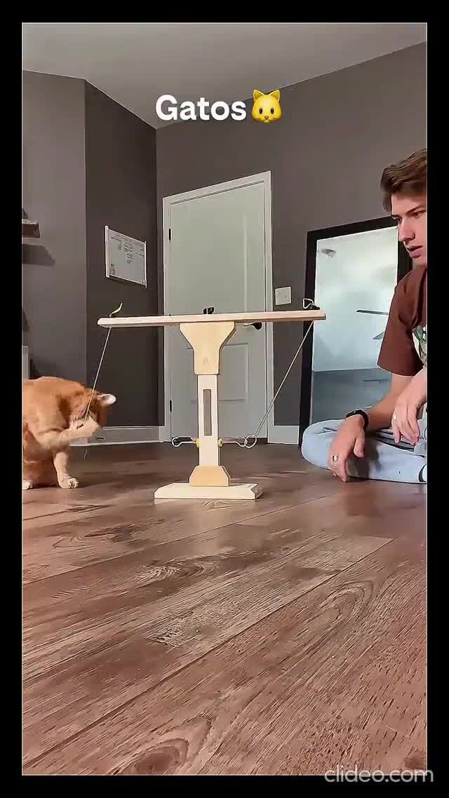 Умные коты