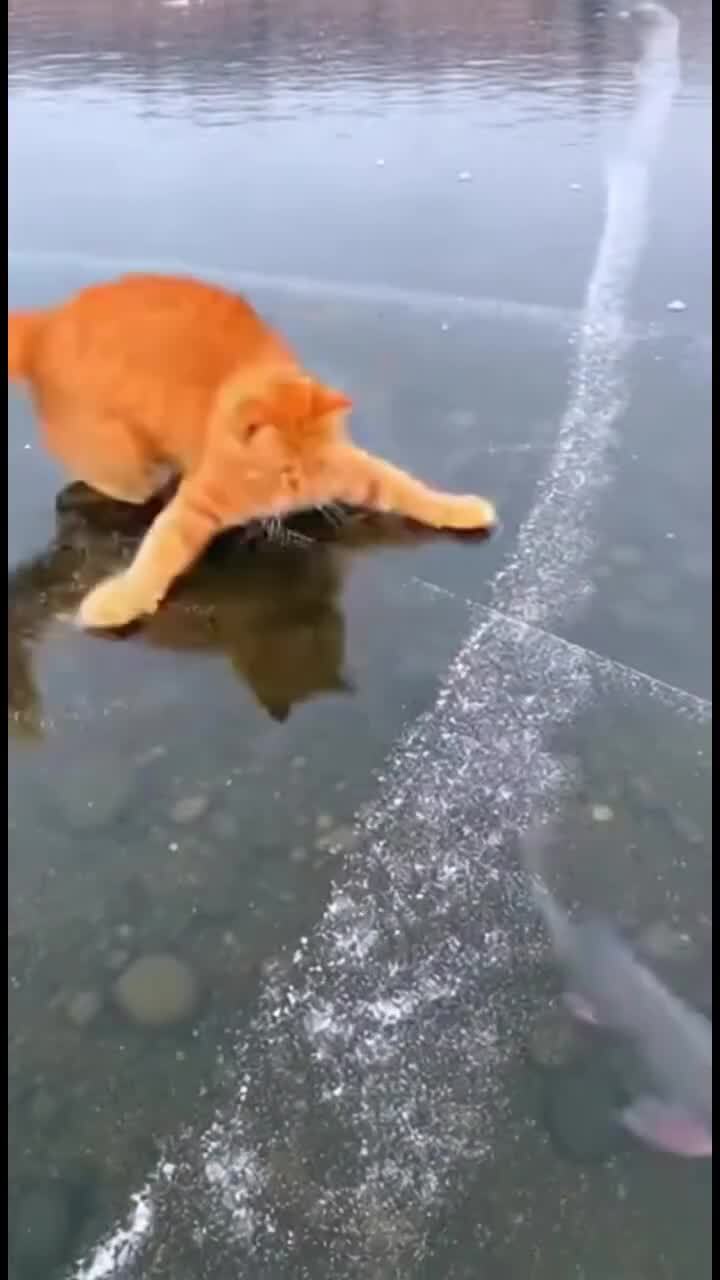 Недоступная рыбка)