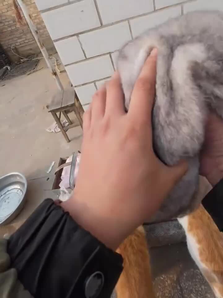 Мордатенькие