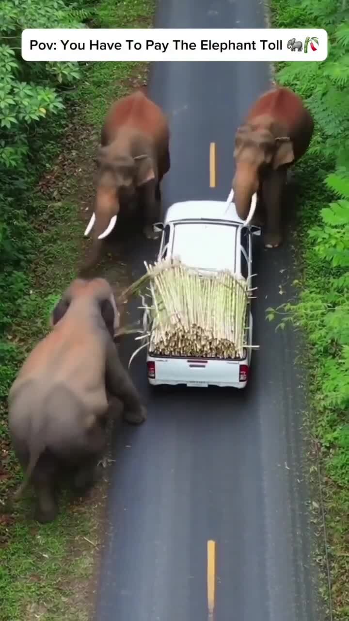 Таможня берёт добро