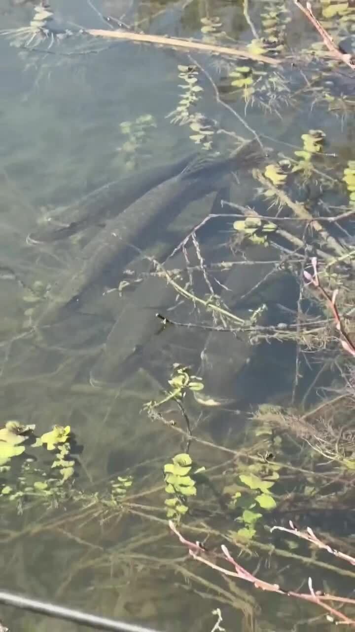 Кто кого караулит
