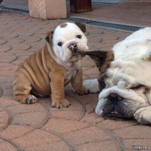 - Пойдем гулять