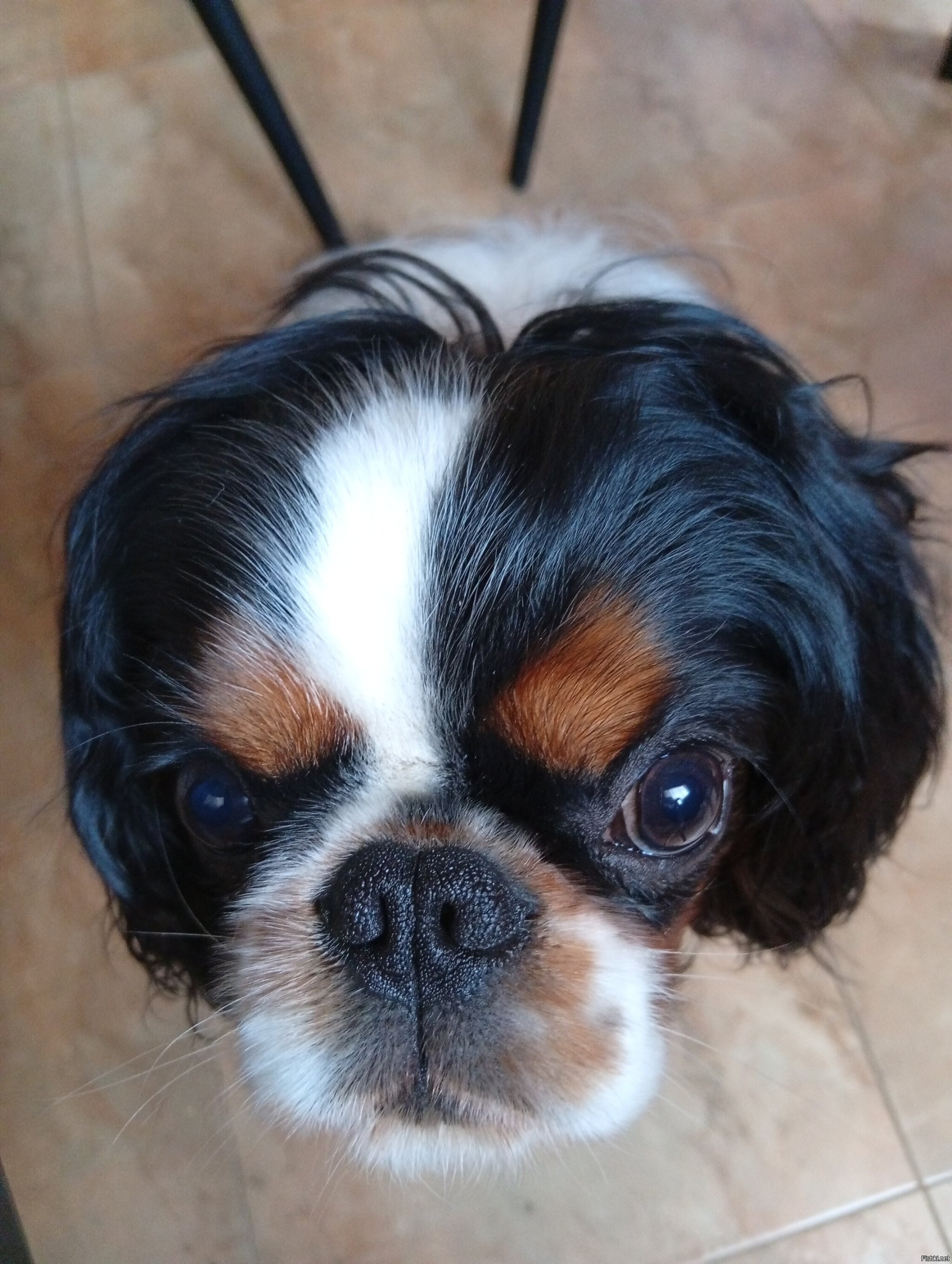 Скоро год этому оболтусу