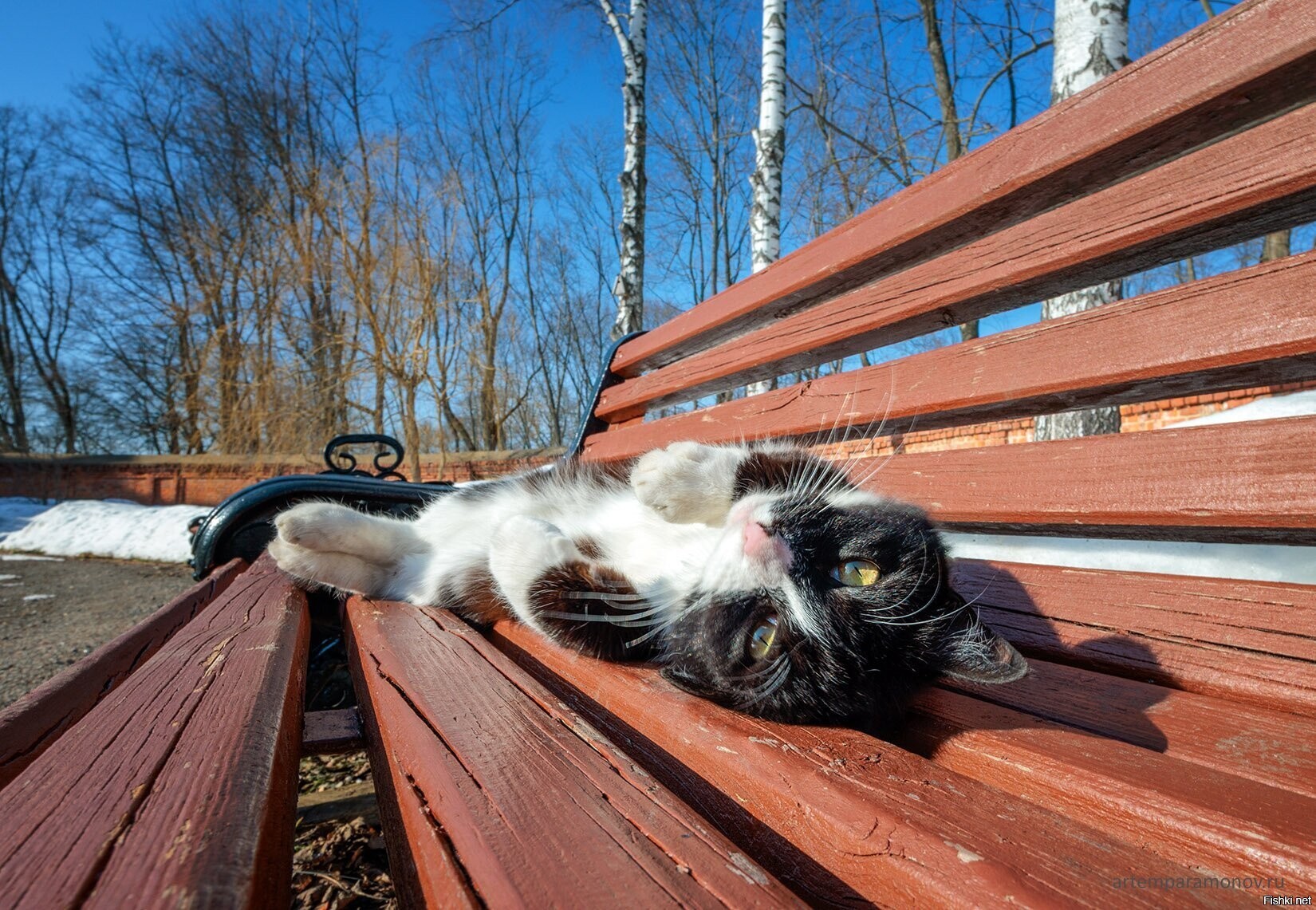 Солянка