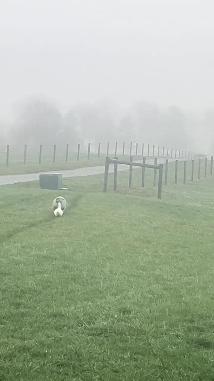 Гусь свинье товарищ