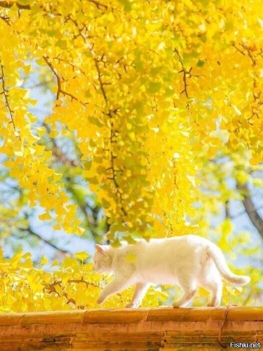 Кот идёт, весну несёт