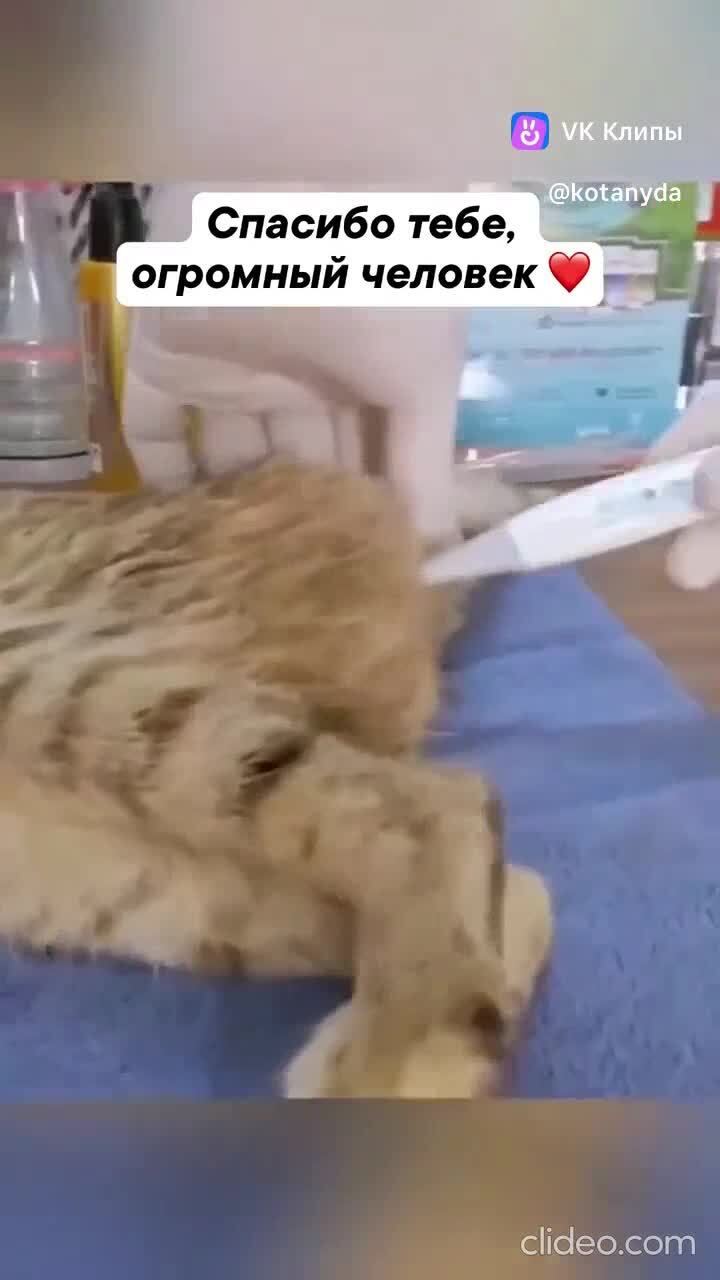 Спасение кошки с котятами