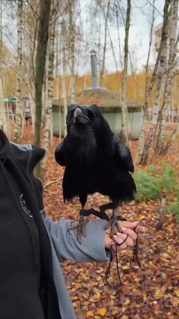 Говорящий ворон