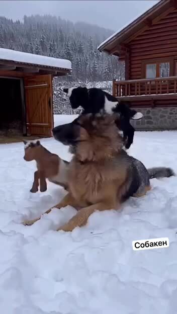 Солянка