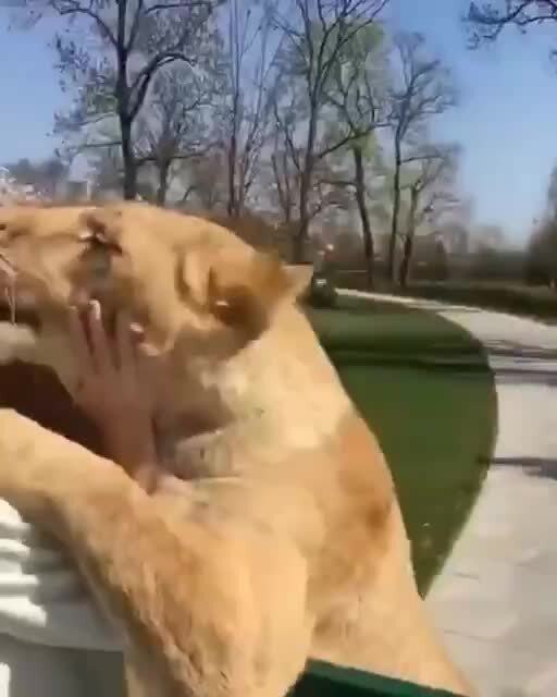 Котята )