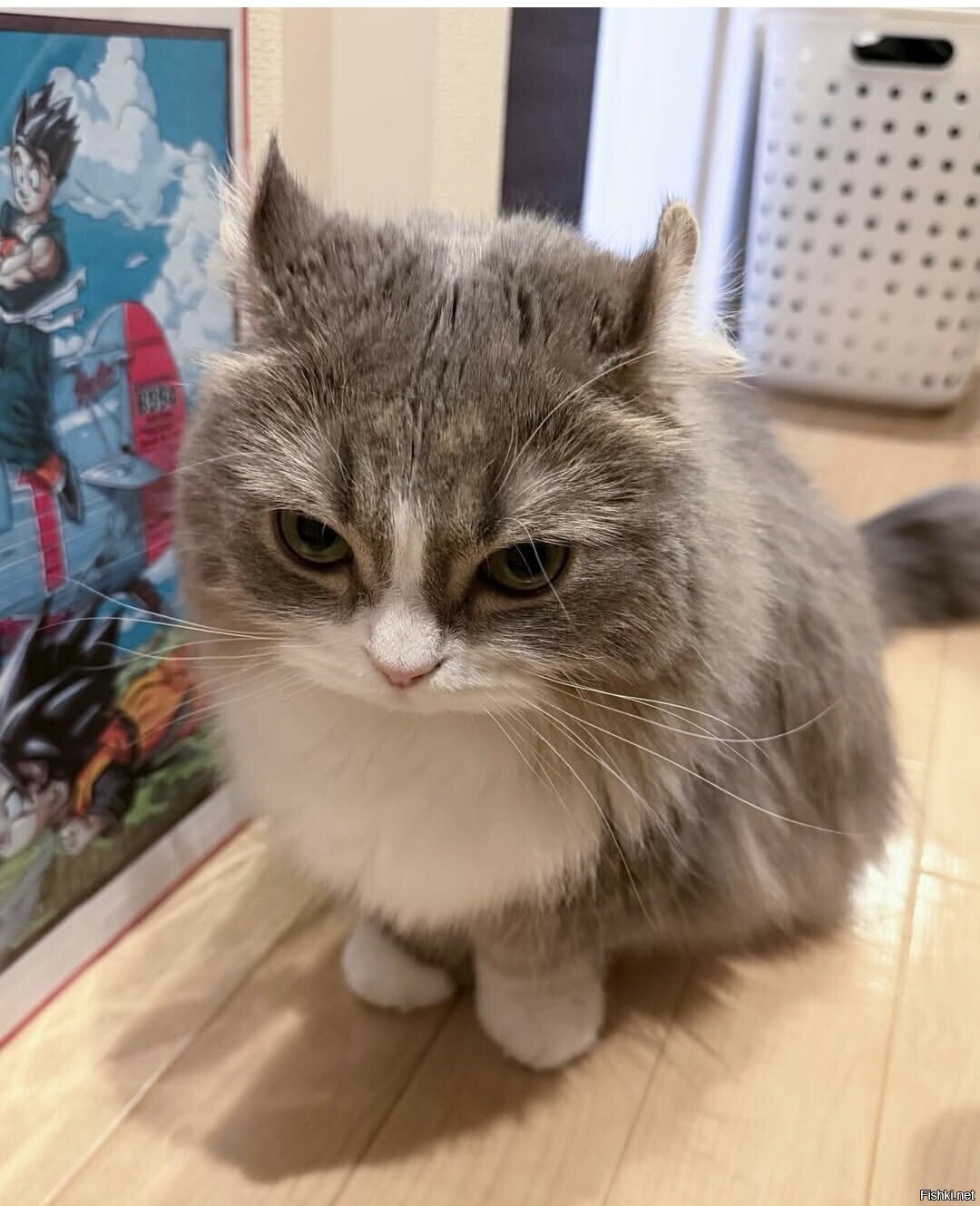 Солянка