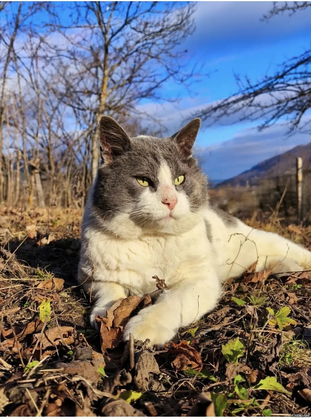 Солянка