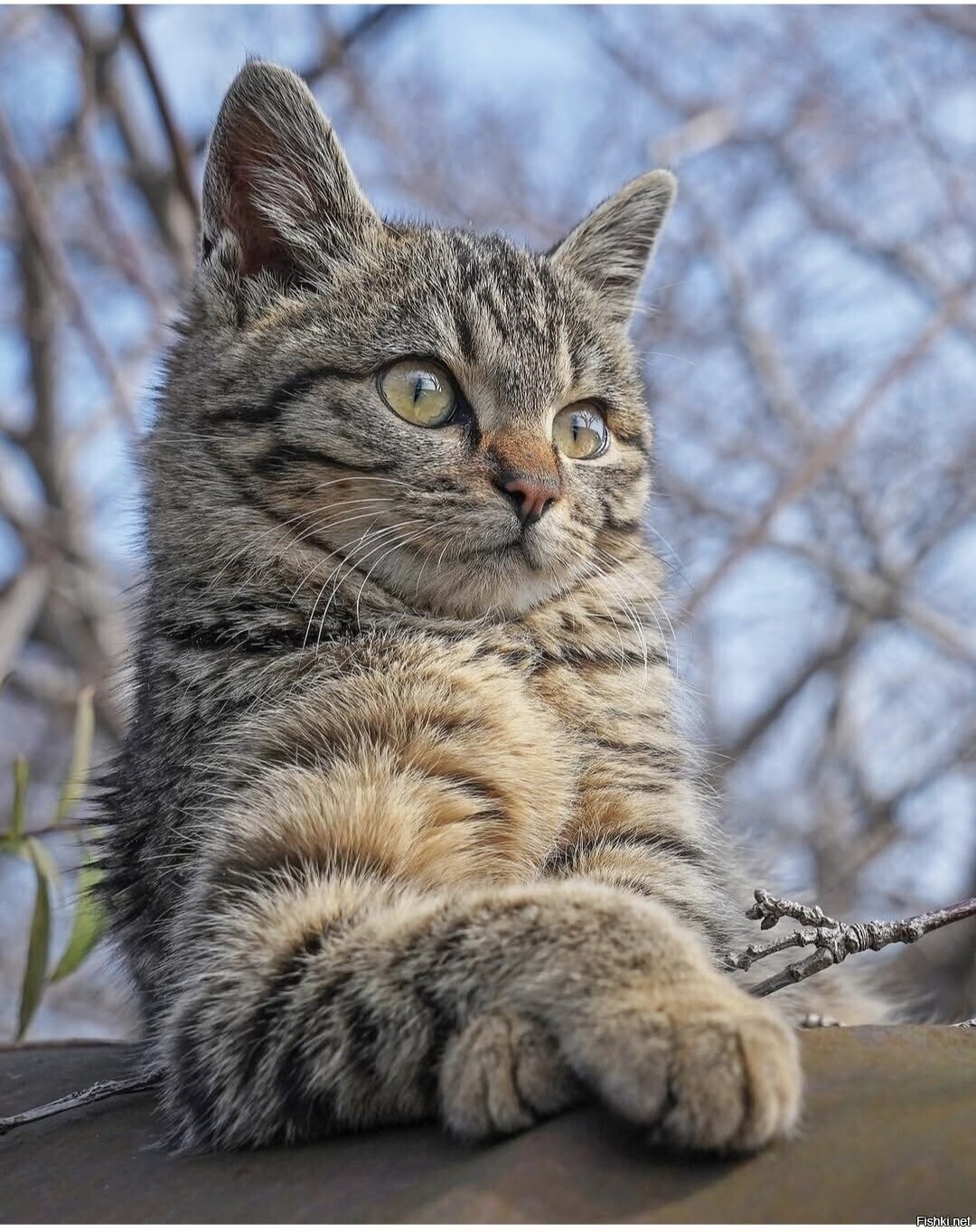 Солянка
