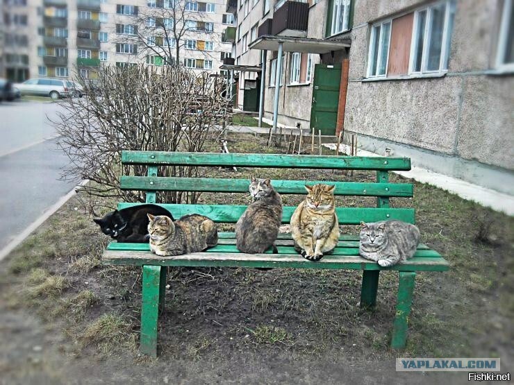 Солянка