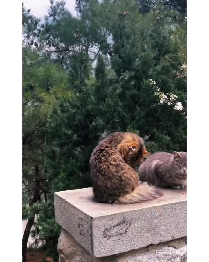 Затаился)