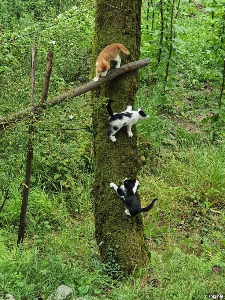 Солянка