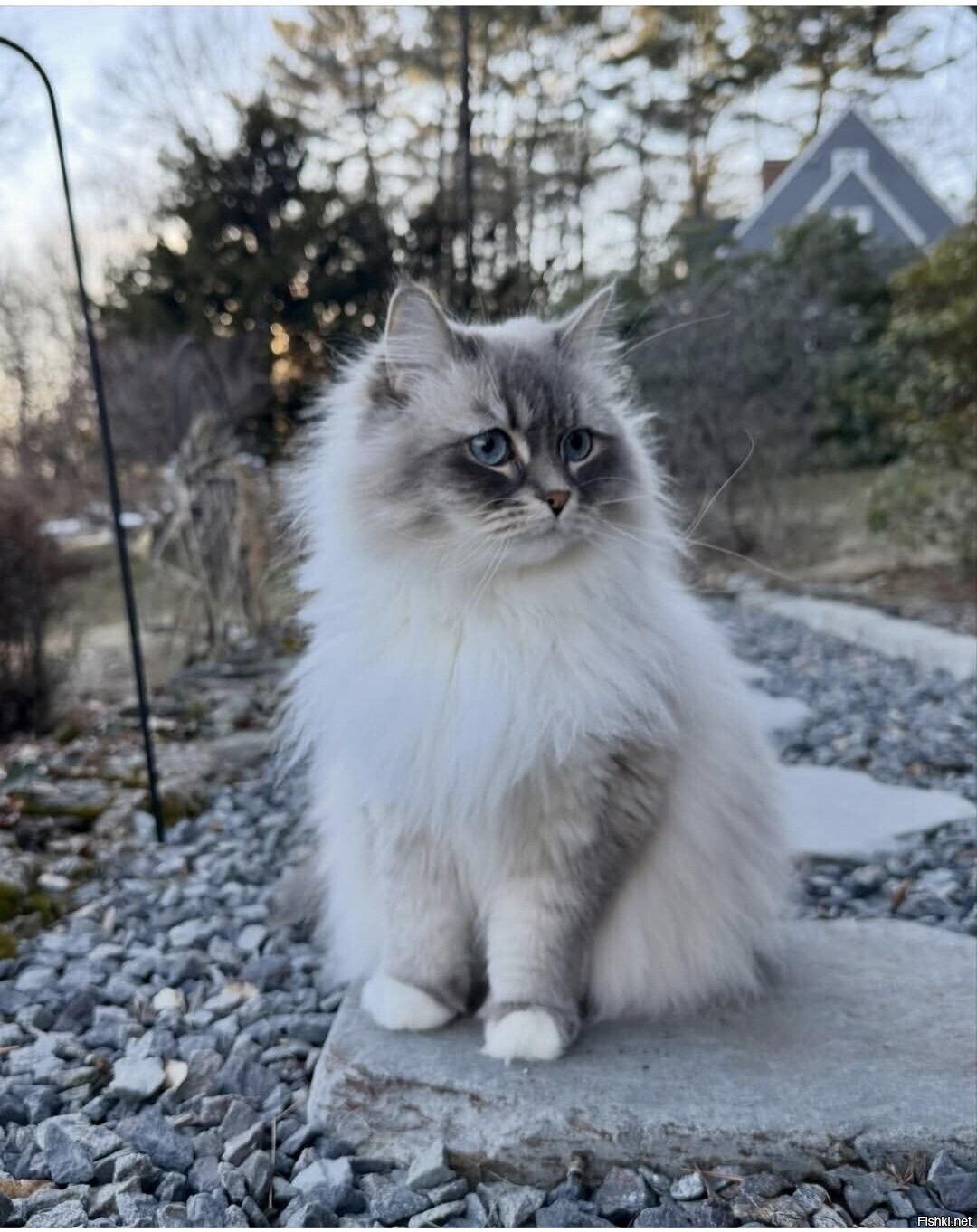 Солянка