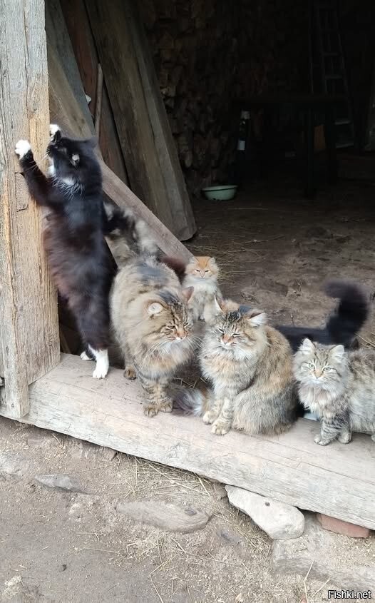 Солянка