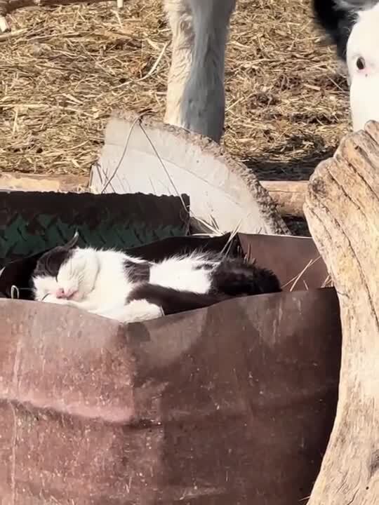 Солянка