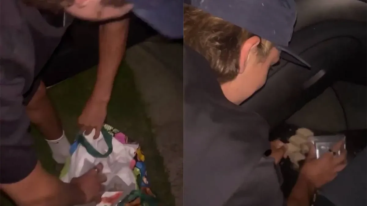 Сверчки в салоне: очень плохая идея