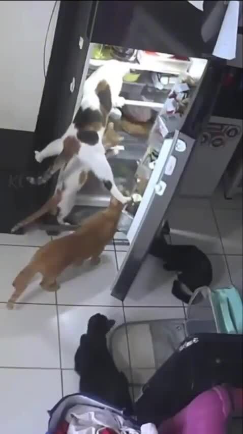 Ночные суетологи