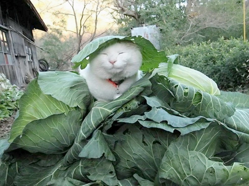 ФотоВсячина