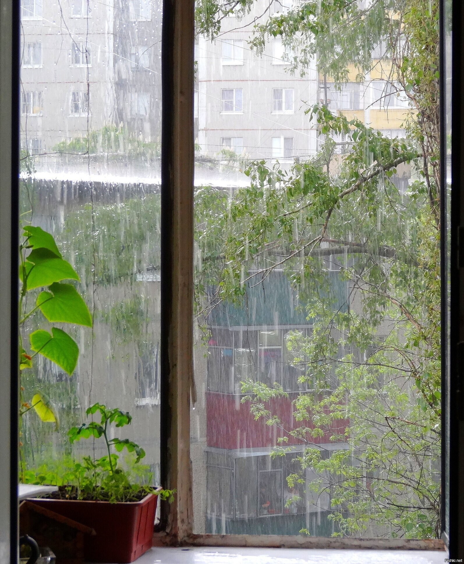 Солянка
