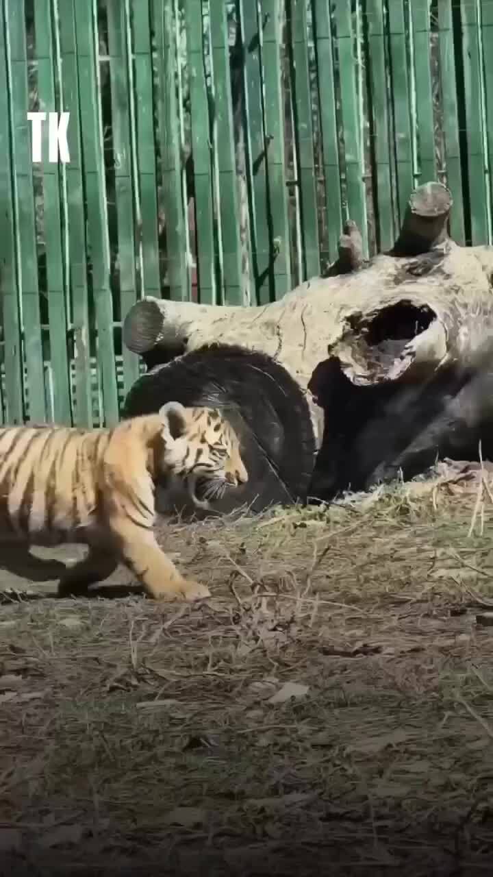 В нашем зоопарке