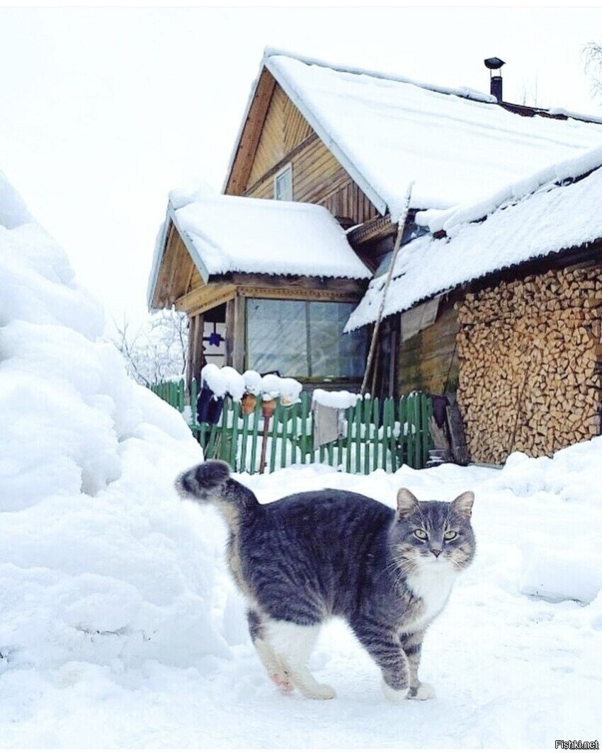 Солянка