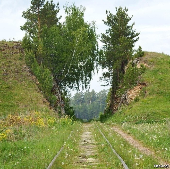 Солянка