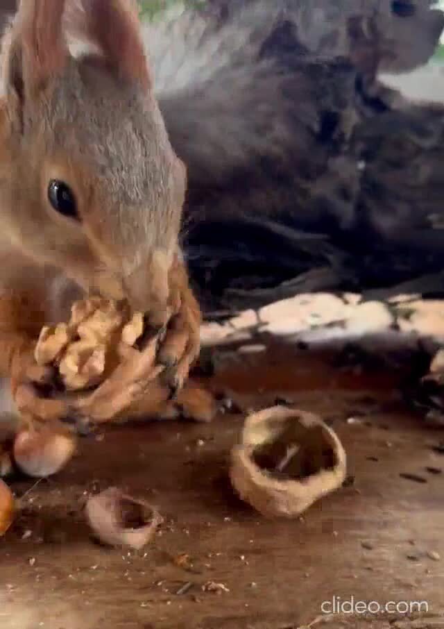 Свой лучше 
