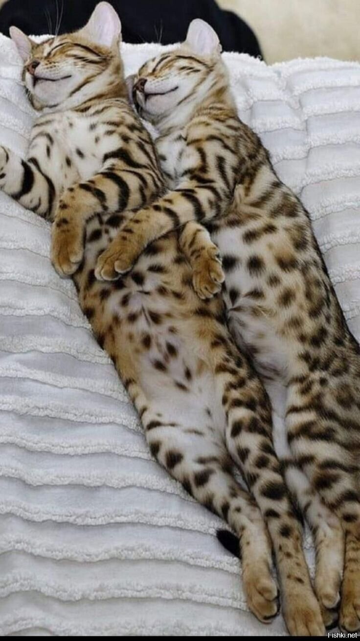 Всё, угомонились