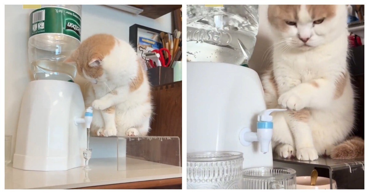 Кот наливает воду из кулера